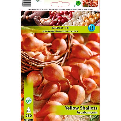 1 pac, Șalotă galbenă - Semințe: Mod de ambalare: 250 g