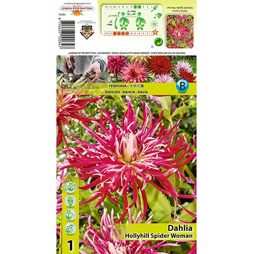 1 buc, Dalie Hollyhill Spider Woman - Bulbi: Mod de ambalare: 1 buc