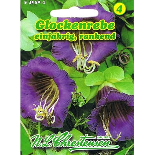 1 pac, Cobaea Violettblau - Semințe: Mod de ambalare: 1 pac