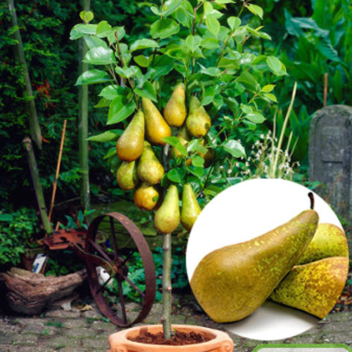 1 buc, Mini-Păr Garden Pear - : Mod de ambalare: 1 buc