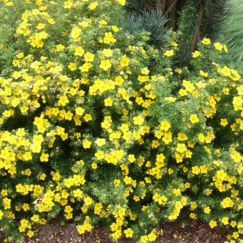 1 buc, Potentilla Elizabeth - Răsaduri: Mod de ambalare: 1 buc