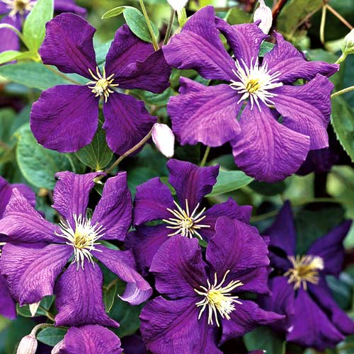 1 buc, Clematis Jackmanii - Răsaduri: Mod de ambalare: 1 buc