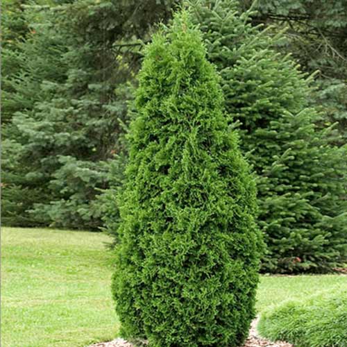 1 buc, Tuia occidentalis Pyramidalis Compacta - Puieți: Mod de ambalare: 1 buc