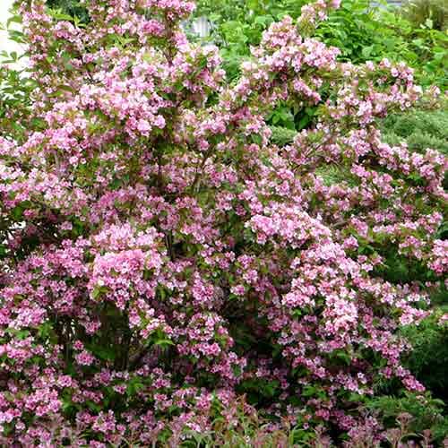 1 buc, Weigela Rumba - Răsaduri: Mod de ambalare: 1 buc