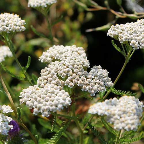 1 buc, Coada șoricelului (Achillea) Kirchsk - Răsaduri: Mod de ambalare: 1 buc