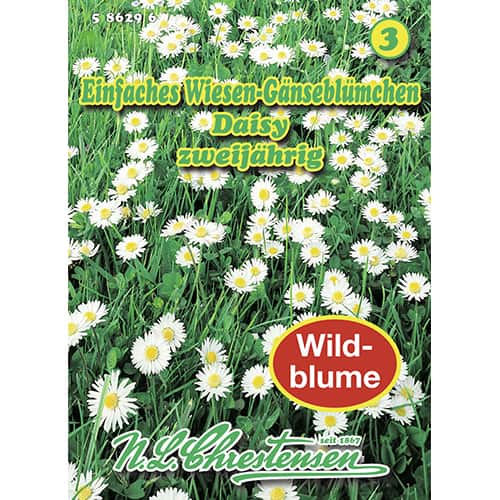 1 kus, Sedmikrásky trvalky Daisy - : Monžstvo balíkov: 1 kus