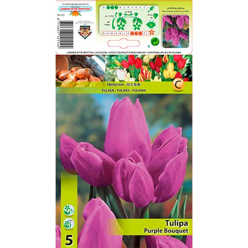 5 kus, Tulipán Purple Bouquet - : Monžstvo balíkov: 5 kus