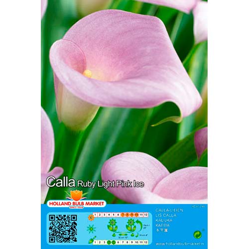 1 db, Kála Pink - Évelő: Mod de ambalare: 1 db