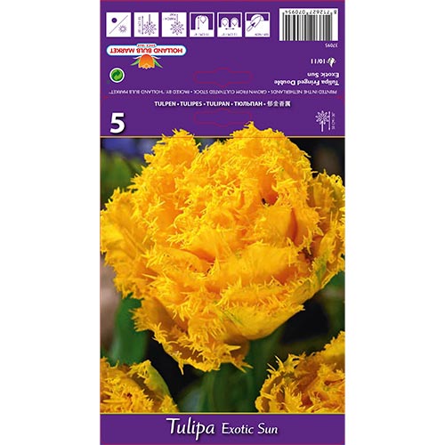 1 szt, Tulipán Exotic Sun - Hagymák: Mod de ambalare: 5 db