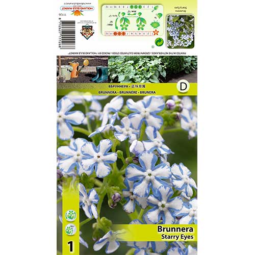 1 db, Kaukázusi nefelejcs (Brunnera) Starry Eyes - Évelő: Mod de ambalare: 1 db