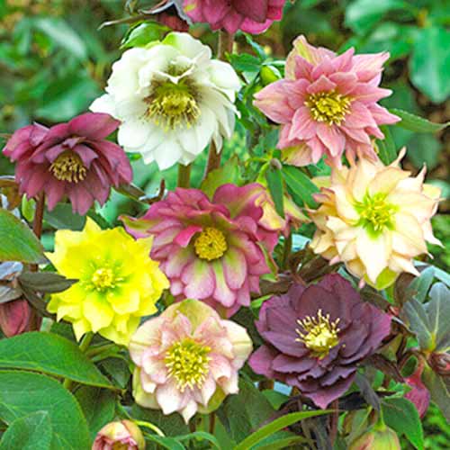 3 db, Hunyor (Helleborus) Double Ellen színkeverék - Hagymák: Mod de ambalare: 3 db