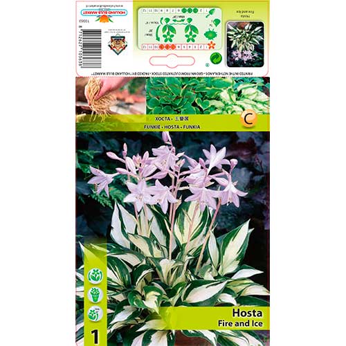 1 db, Árnyékliliom (Hosta) Fire and Ice - Évelő: Mod de ambalare: 1 db