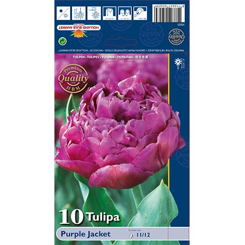 10 db, Tulipán Purple Jacket - Hagymák: Mod de ambalare: 10 db