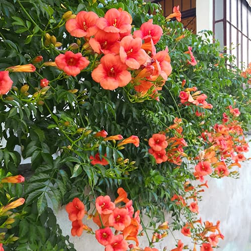 1 db, Trombitafolyondár (Campsis radicans), P9 - Palánták: Mod de ambalare: 1 db