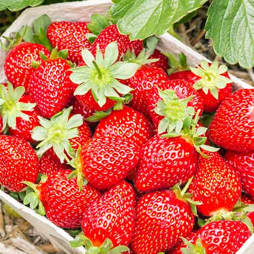 1 szt, Erdbeeren Portola - Setzlinge: Ilość w opakowaniu: 5 Setzling(e)