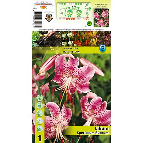 1 Stück, Lilie Speciosum Rubrum - Zwiebeln: Ilość w opakowaniu: 1 Stück