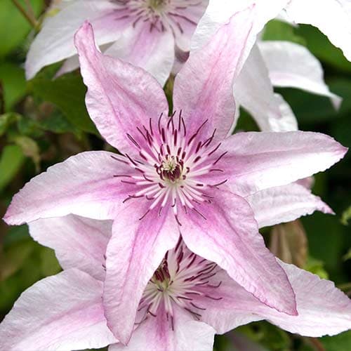 1 Pflanze(n), Clematis Pink Fantasy - Setzlinge: Ilość w opakowaniu: 1 Pflanze(n)