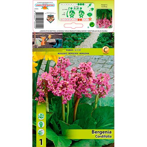 1 Stück, Bergenie Cordifolia - Stauden: Ilość w opakowaniu: 1 Stück