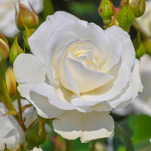 1 Pflanze(n), Rose Kristall Perle - Setzlinge: Ilość w opakowaniu: 1 Pflanze(n)