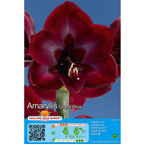 1 szt, Amaryllis (Ritterstern) Grand Diva - Blumenzwiebeln: Ilość w opakowaniu: 1 Stück