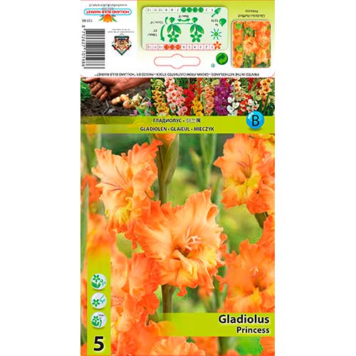 5 Stück, Gladiole Ruffled Princess - Zwiebeln: Ilość w opakowaniu: 5 Stück