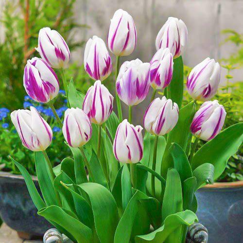 10 Stück, Tulpe Blue Flaming, farbmischung - Blumenzwiebeln: Ilość w opakowaniu: 10 Stück