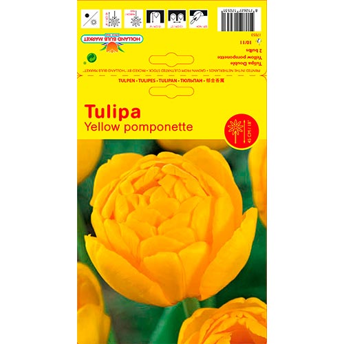 2 Stück, Tulpe Yellow Pomponette - Blumenzwiebeln: Ilość w opakowaniu: 2 Stück