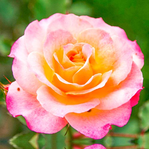 1 szt, Großblumige Rose gelb - rosa - Setzlinge: Ilość w opakowaniu: 1 szt