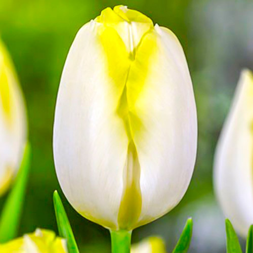 10 Stück, Tulpe Bolroyal Silver - Blumenzwiebeln: Ilość w opakowaniu: 10 Stück
