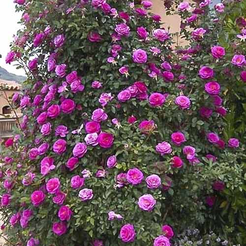 1 Pflanze(n), Kletterrose Gloriana - Setzlinge: Ilość w opakowaniu: 1 Pflanze(n)