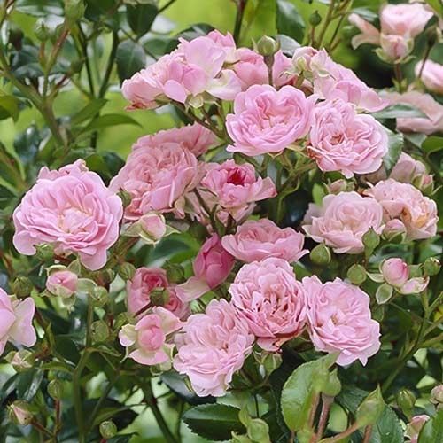 Rosa floribunda The Fairy - Plántulas: Ilość w opakowaniu: 1 plantas