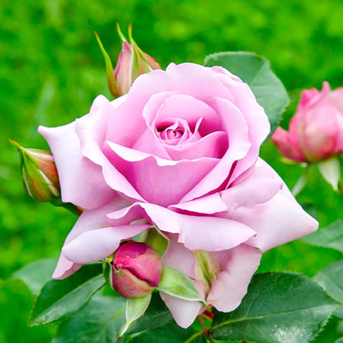Rosa floribunda Love Song , C5 - Plántulas: Ilość w opakowaniu: 1 plantas