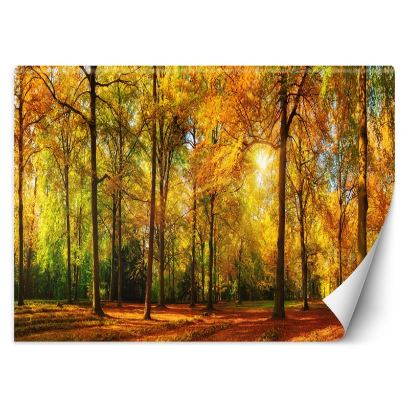 Fototapeta Feeby Jesienny las 200x140 1 szt