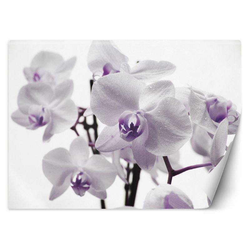 Fototapeta Feeby Kwitnąca orchidea 250x175 1 szt