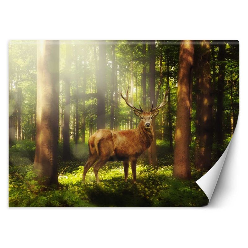 Fototapeta Feeby Jeleń w lesie 350x245 1 szt