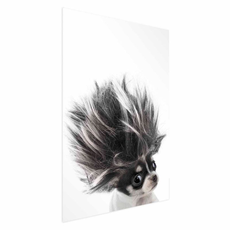 Plakat Artgeist Chihuahua 29,7x42 cm bez ramy 1 szt