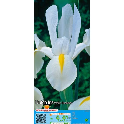 10 szt., Irys holenderski White - Cebule: Ilość w opakowaniu: 10 szt.