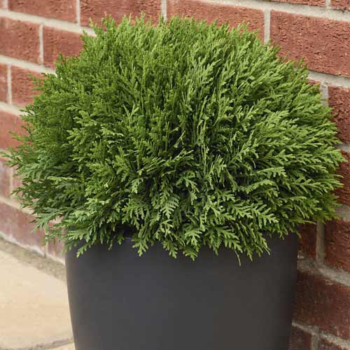 1 sadz, Żywotnik zachodni (Thuja) Tiny Tim, С3 - Sadzonki: Ilość w opakowaniu: 1 sadz