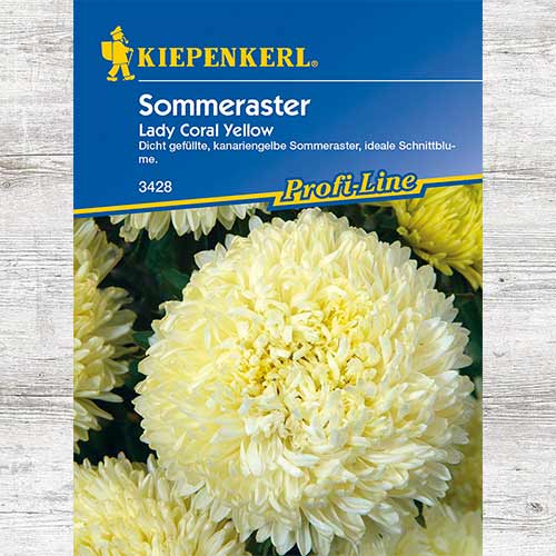 1 szt, Aster chiński Lady Coral Yellow - Nasiona: Ilość w opakowaniu: 1 opak