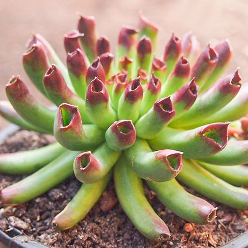 1 sadz, Rojnik (Sempervivum) Oddity - Sadzonki: Ilość w opakowaniu: 1 sadz