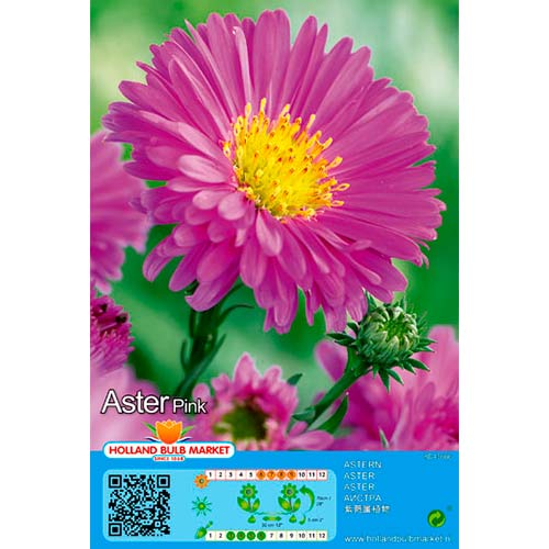 1 szt, Aster Pink - Byliny: Ilość w opakowaniu: 1 szt.