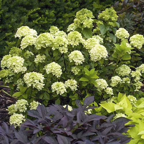 1 buc, Hydrangea panic. Mojito, С2 - Răsaduri: Mod de ambalare: 1 buc