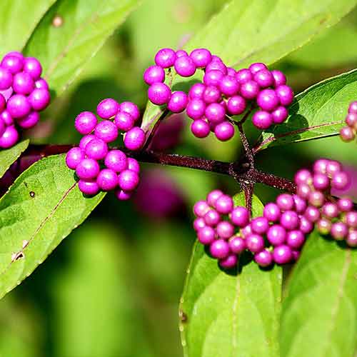 1 buc, Callicarpa Profusion - Răsaduri: Mod de ambalare: 1 buc