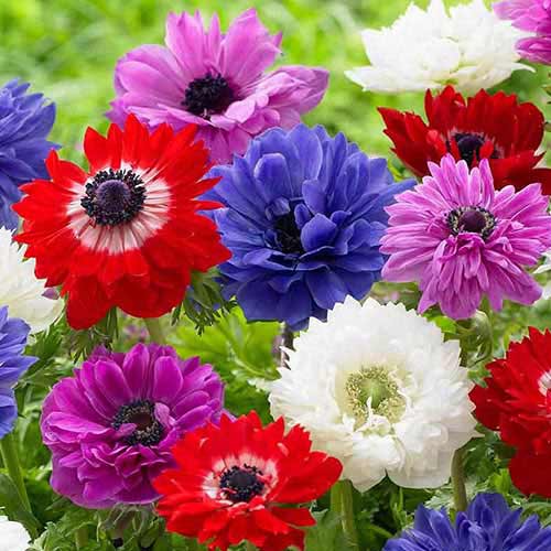 10 buc, Anemone Blanda, mix - : Mod de ambalare: 10 buc