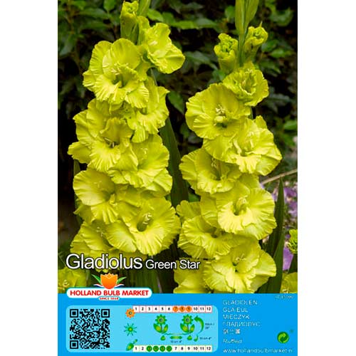 5 buc, Gladiole Green Star - Bulbi: Mod de ambalare: 5 buc