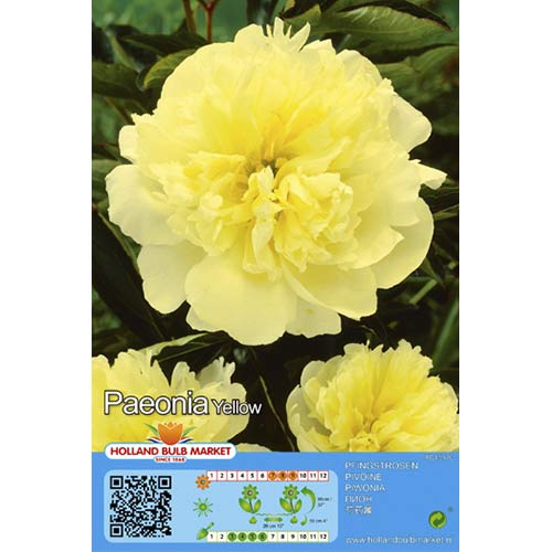1 buc, Bujor Yellow - Bulbi: Mod de ambalare: 1 buc