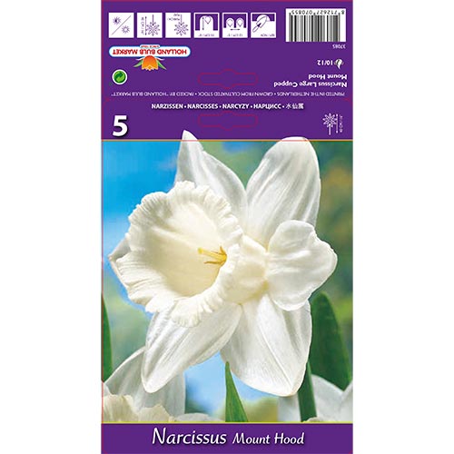 5 buc, Narcise Mount Hood - Bulbi: Mod de ambalare: 5 buc