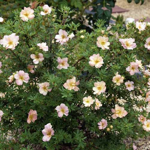 1 buc, Potentilla Double Punch Pastel PBR, C2 - Puieți: Mod de ambalare: 1 buc