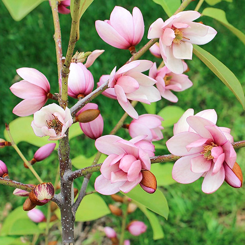 1 buc, Magnolia Fairy Magnolia Blush - Răsaduri: Mod de ambalare: 1 buc