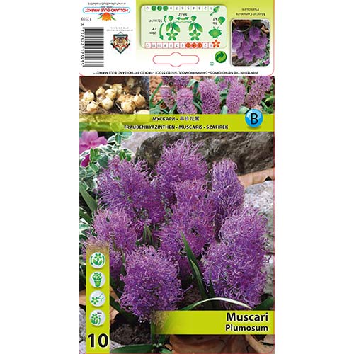 10 buc, Muscari Plumosum - Bulbi: Mod de ambalare: 10 buc